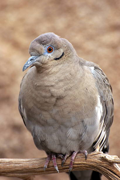 white winged dove perching stock photo