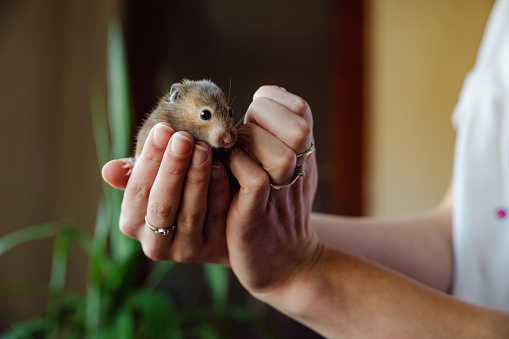 Photo of child hands holding a dwarf hamster. Mouse is a fluffy and sitting in kids hand. Hamsters eyes are open. Background is nature and blurred, bokeh. Focus on guinea pig. Close-up, macro-photography. Girl is Caucasian, white. Hands and arms are gentle and little, protecting the animal, securing hamster's welfare. Mouse is white and brown, very cute, seems friendly. Domesticated animal. Safety, bonding, pet love.