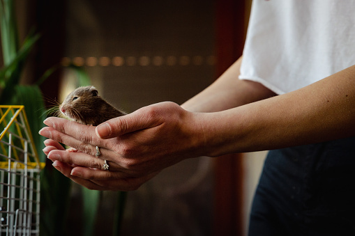 Mouse on Asian male hand.