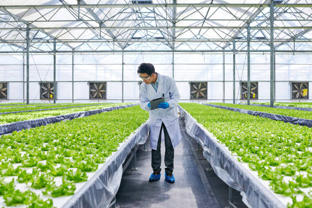 one male researcher examining plants at smart greenhouse - plant food research biotechnology imagens e fotografias de stock