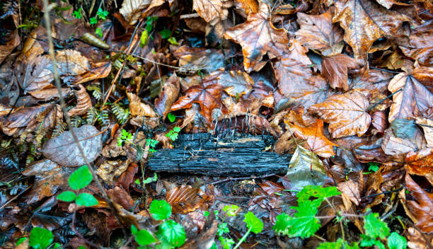 крупный план ствола дерева с грибами carbon antlers (xylaria hypoxylon) - xylaria стоковые фото и изображения