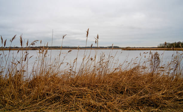 istock Reed fields in a nature reserve near Roden in Drenthe, Netherlands 1480994404