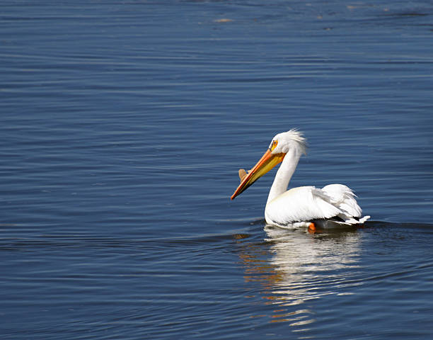 White pelican/veil swimming in a river stock photo