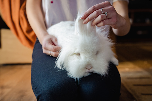 Close up of a girl holding a white pet rabbit in her living room
