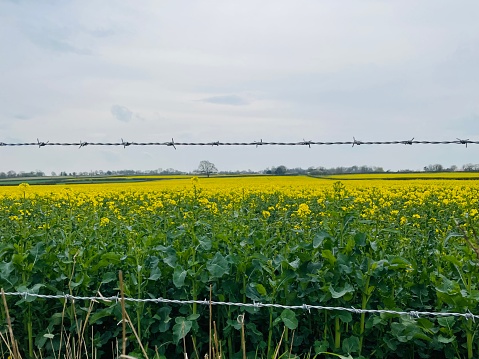 Yellow rapeseed field uk with cloudy sky and barbed wire