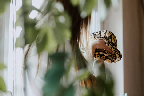 Pet snake near the window of a home of a young woman that has a lot of different pets in her home. Some of them could live together or hang out at some point, it's only the snake that was always handled alone. She told me that the snake was a great pet and never bit her even if she handled her often.
