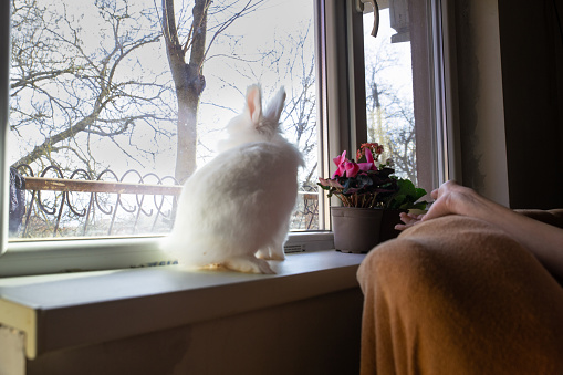 Cute white rabbit on a window of a living room.