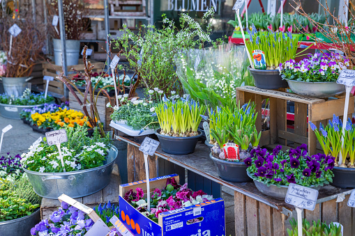 Hamburg, Germany - February 28, 2022 - Flower shop outdoor showcase with many spring flowers in pots.