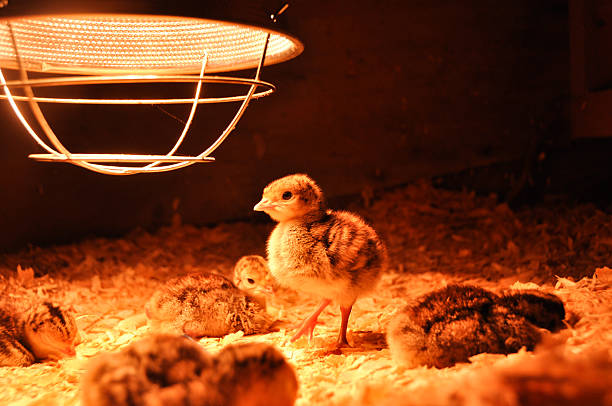 Turkey poults under the brooder lamp stock photo