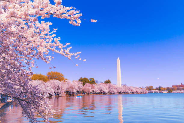 cerezo en flor en pico en washington dc - cherry blossom spring day sakura fotografías e imágenes de stock