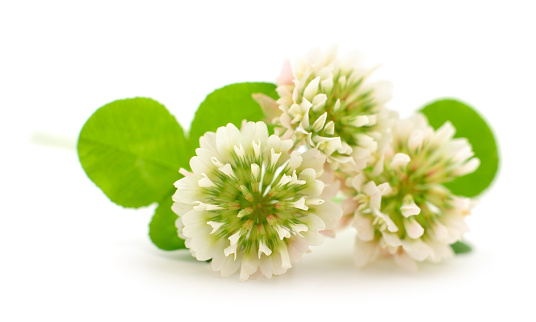 White clover flowers on a white background.