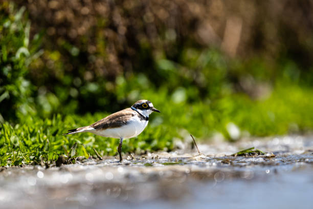 istock Little ringed plover, Charadrius dubius, Laguna de Fuente de Piedra 1480996547