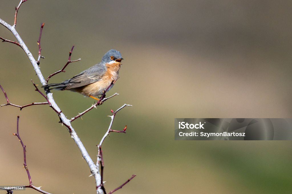 Western Subalpine Warbler Curruca Iberiae Stock Photo Download Image