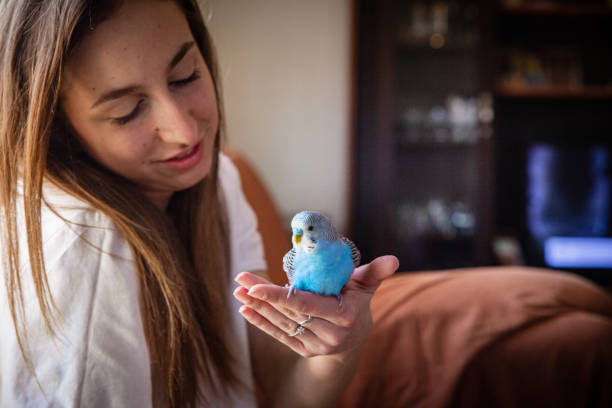 Small parakeet on a shoulder of a young girl in her home. The girl owned a lot of different pets. The parakeet loved to hang out with the other pats such as the rabbit and the guinea pig.