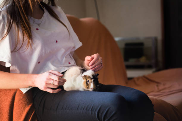Pet owner holding her guinea pig in her lap to pose for the camera.
