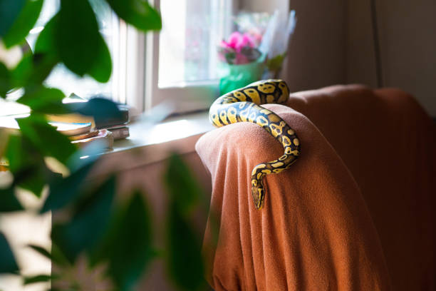 serpiente mascota en un sofá - mascota exótica fotografías e imágenes de stock
