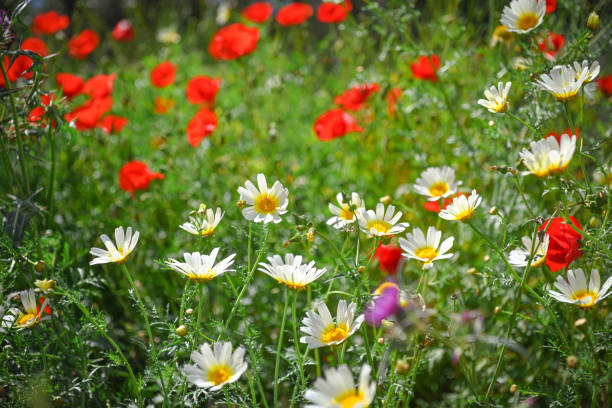chamomile flowers and poppies in the field
