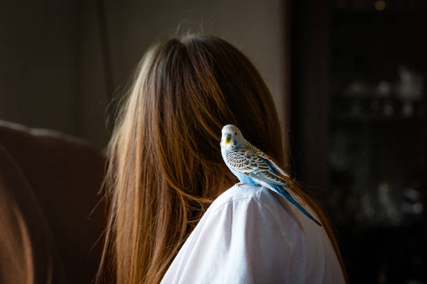Small parakeet on a shoulder of a young girl in her home. The girl owned a lot of different pets. The parakeet loved to hang out with the other pats such as the rabbit and the guinea pig.