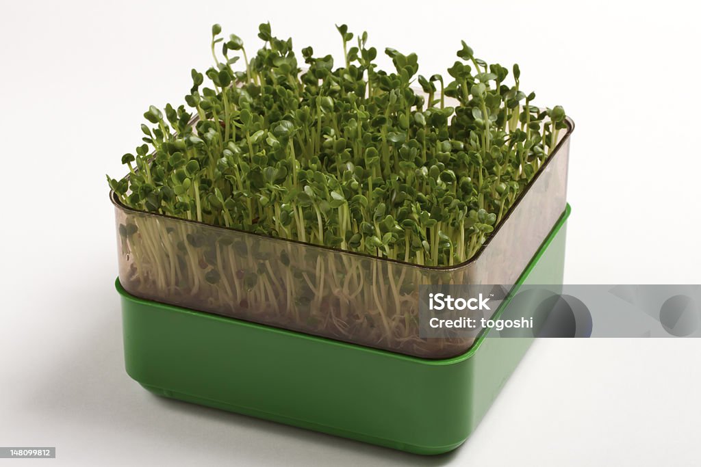 Sprouts Germinator with sprouts on white background Alfalfa Stock Photo