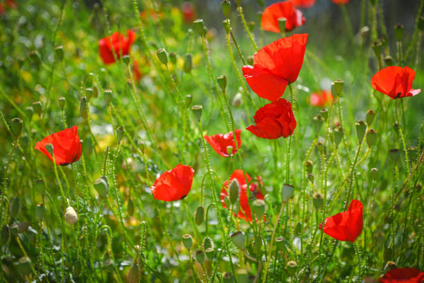 Poppy flowers