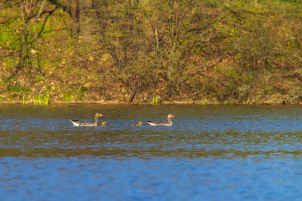 Great Goose, (Anser anser), Southern Bohemia, Czech Republic