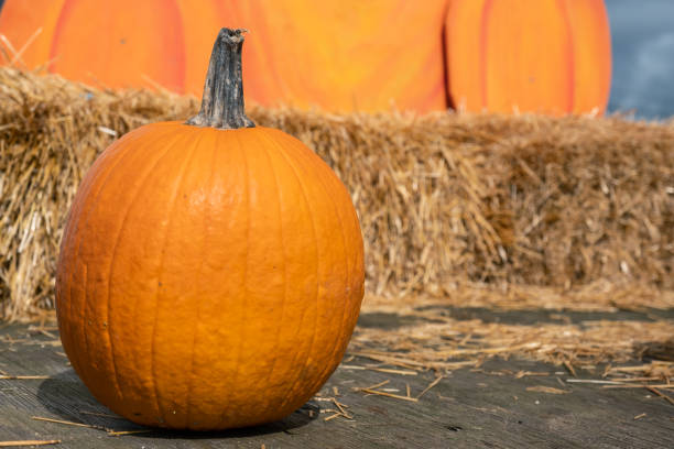 istock Pumpkin for sale at a pumpkin patch 1480999668