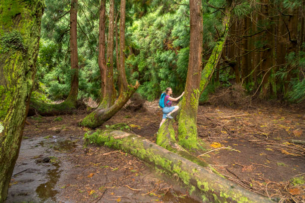 Cryptomeria japonica latches in a forest in the Azores, women climbing on a tree.