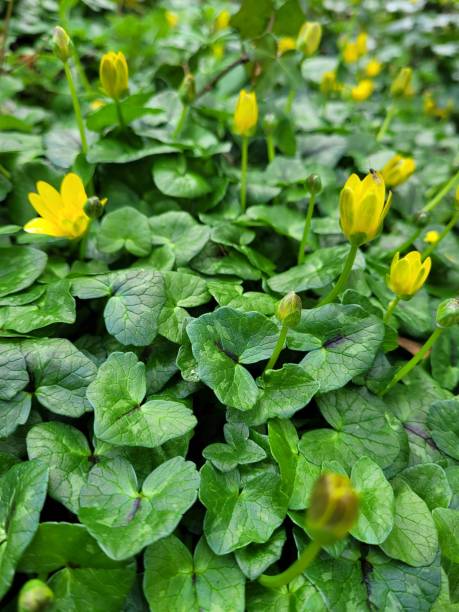 Yellow Fig Buttercup / Lesser Celandine Plants (Ficaria Verna) in Woodland Habitat Yellow Fig Buttercup / Lesser Celandine (Ficaria Verna) plants in woodland habitat ficaria verna stock pictures, royalty-free photos & images