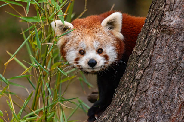 Red panda close-up stock photo