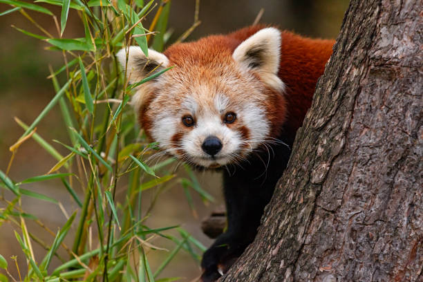 Close-up do panda vermelho - foto de acervo