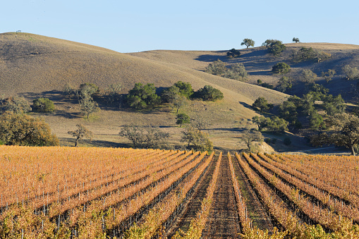 autumn vineyard landscape (Santa Barbara county, California).