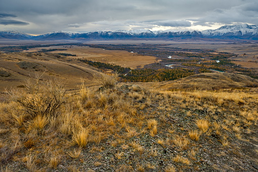 Russia. The South of Western Siberia, the Altai Mountains. Panorama of golden autumn in the valley of the Chuya River against the background of the North Chuya ridge in the area of the Kurai steppe.