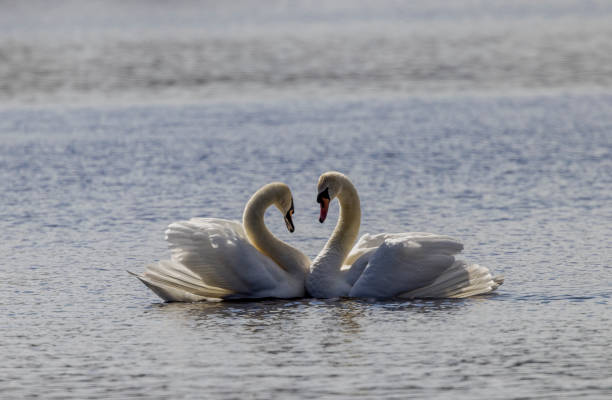 istock The first meeting of Swans. 1481004693