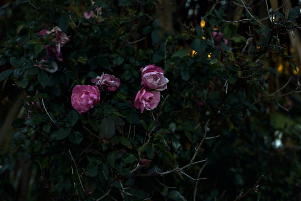 Rose  bush in bloom seen up close
