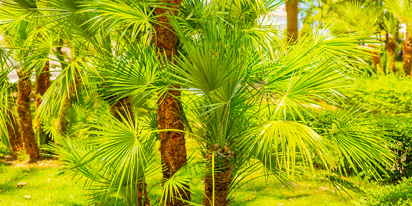 Palm Tree with date fruits.