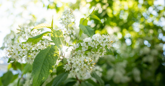 Sunlit natural spring landscape with white bird cherry flowers. White blossoming bird cherry tree branche with rays of sun breaking through the foliage. Close up. Selective focus. Horizontal format.