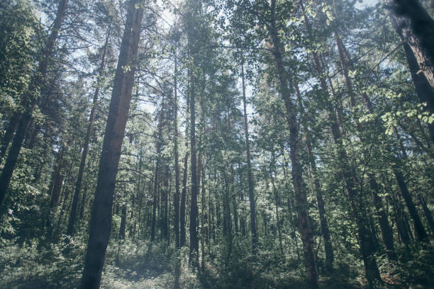Background toned image with soft focus of sunlit green summer forest thicket. Sun illuminates trees in summer forest in sunny day. Moody forest background. Beauty in nature.