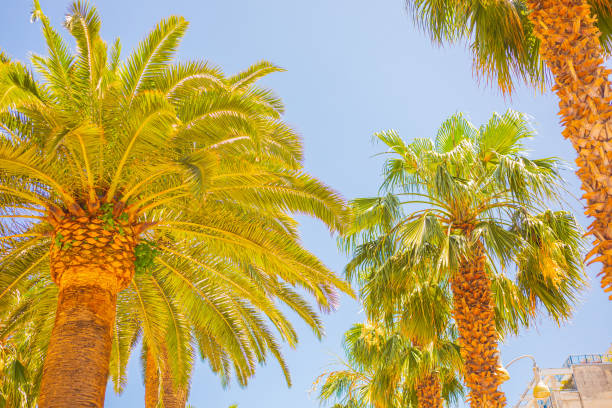 Green summer background