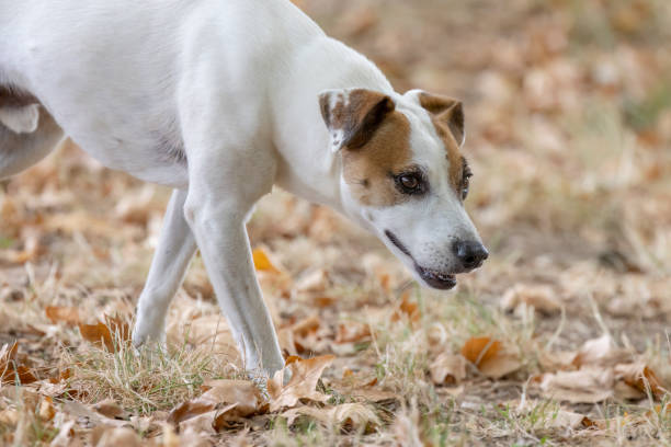 istock Dog with ball playing with children 1481005922