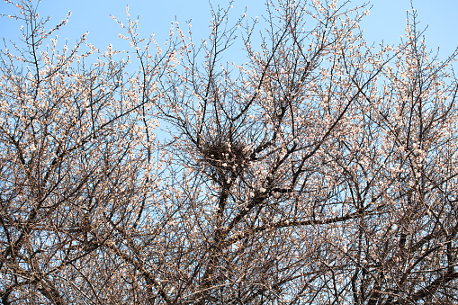Flowering tree with a bird's nest. Spring flowers. Spring background. Blurred concept. Natural background.