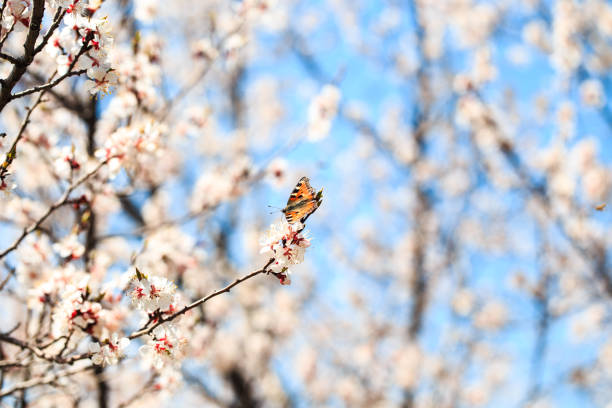 Butterfly on a spring flower. Blooming tree on the background of nature. spring flowers. spring background. Blurred concept. Natural background.