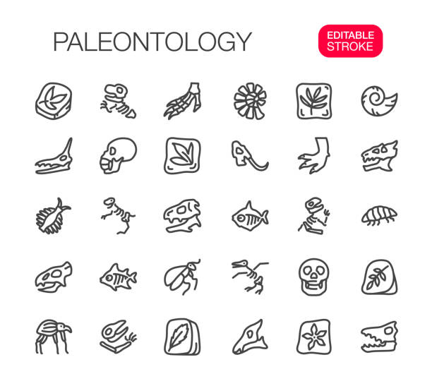 ilustrações, clipart, desenhos animados e ícones de ícones de linha fina de paleontologia definir traçado editável - paleontologista