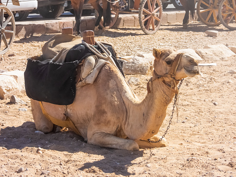 A domestic one-humped camel resting on the ground at the farm. The dromedary has a green harness on its head.