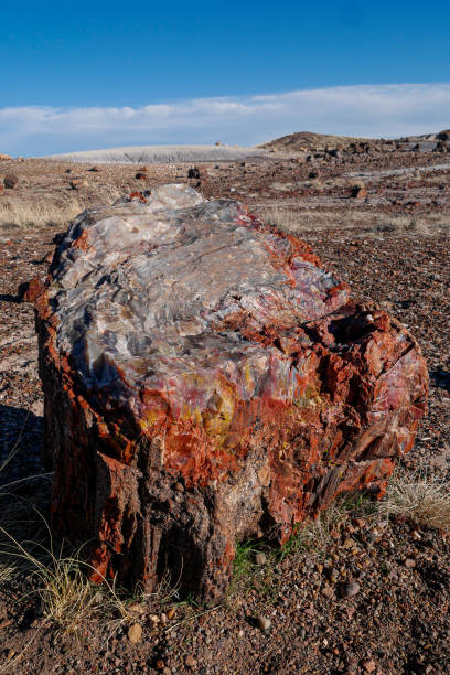istock Petrified and Crystallized Log at Petrified Forest National Park (Arizona) 1481009497