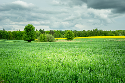 Gray rain clouds over a green field, May day