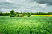 Gray rain clouds over a green field
