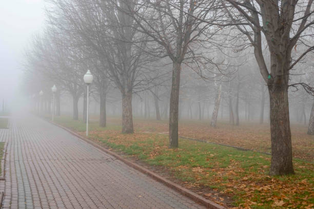 Fog landscape in park with walking path and trees in autumn rainy day