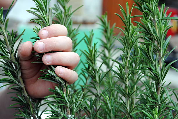 istock kid hand holds a rosemary plant 148101124