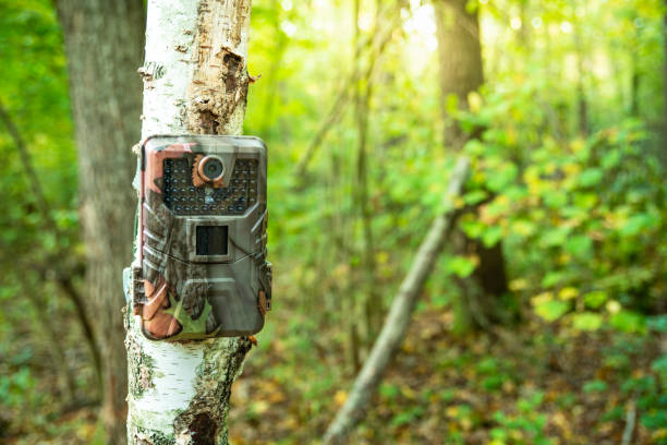 森の中の白樺の木の幹のカメラトラップ - lens camera photography photography themes ストックフォトと画像