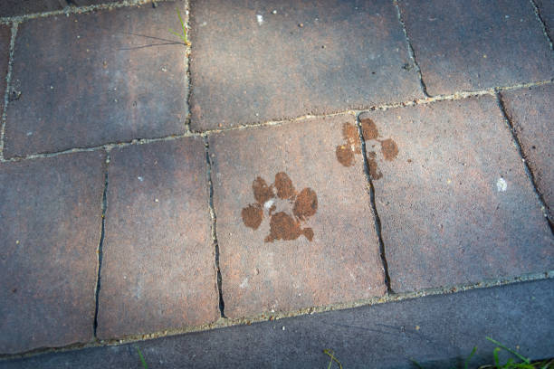 Dog at the entrance to a house to do the porter in Vinhais, Bragança, Portugal